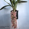 Cymbidium Mary Green Spring Wind .